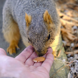 2021-03-22 Squirrel Almond Feeding 01_17